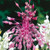 Firework Allium Collection