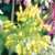 Firework Allium Collection