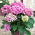 Hydrangea Together Collection