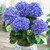 Hydrangea Together Collection