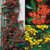 Pyracantha Collection