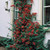 Pyracantha Collection