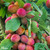 Complete Orchard Collection