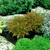 Hebe Dwarf Evergreen Collection