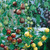Duo Fruit Tree Collection