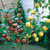 Duo Fruit Tree Collection