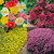 Ground Cover Perennials