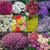 Ground Cover Perennials
