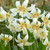 Erythronium Collection
