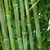 Phyllostachys Collection