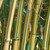 Phyllostachys Collection