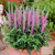 Veronica spicata Collection