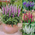 Veronica spicata Collection