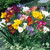 Single/Double Freesias Mix Collection