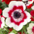 125 Anemone - De Caen Collection