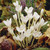 Colchicum Collection