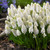 Muscari Magic Collection