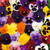 Polyanthus & Pansy Maxi Collection