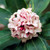 Daphne Odora Collection