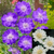 Scabiosa Perfecta Collection