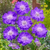 Scabiosa Perfecta Collection