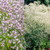 Gypsophila paniculata Collection