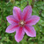 Double Season Clematis Collection