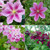 Double Season Clematis Collection