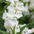 Penstemon Pensham Collection