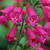 Penstemon Pensham Collection