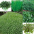 Herb Garden Collection 1