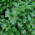Herb Garden Collection 1