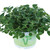 Herb Garden Collection 1