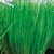 Herb Garden Collection 1