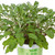 Herb Garden Collection 1