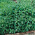 Herb Garden Collection 1