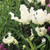 Lavender French Collection