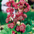 Astrantia Collection