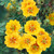 Potentilla Herbaceous Plant Collection