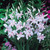 Gladioli nanus Collection 7/8cm