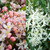 Clematis armandii Collection