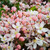 Clematis armandii Collection