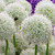 Giant Allium Collection 18cm+