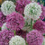 Giant Allium Collection 18cm+
