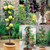 Miniature Patio Fruit Trees Collection x5