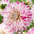 Dahlia Giant Decorative Collection