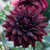 Dahlia Decorative Collection