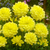 Dahlia Decorative Collection