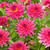 Dahlia Cactus Collection A