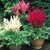 Astilbe Collection